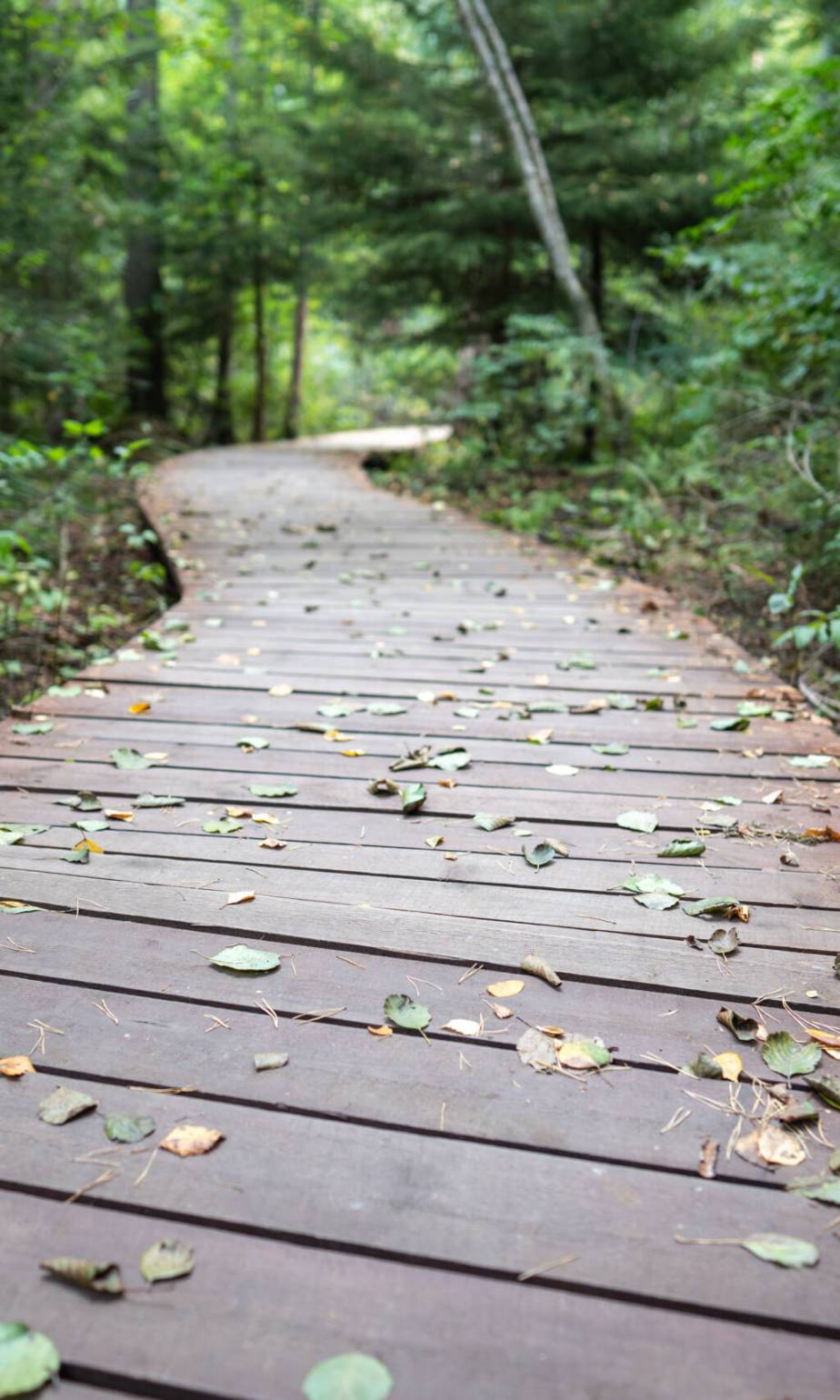 Wooden path in an autumn forest and picturesque hiking trail in Komarovo, suburb of St. Petersburg, Russia. Empty ecological trail in dense dark woodland, selective focus on fallen leaves, bottom view