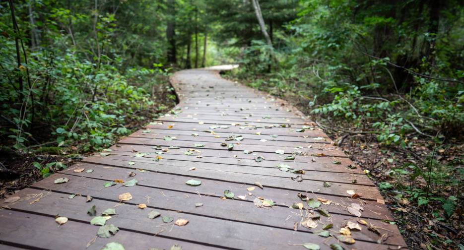 Wooden path in an autumn forest and picturesque hiking trail in Komarovo, suburb of St. Petersburg, Russia. Empty ecological trail in dense dark woodland, selective focus on fallen leaves, bottom view